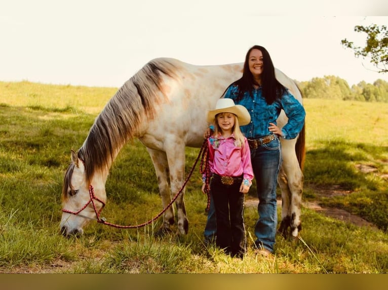 Pony of the Americas Wallach 5 Jahre 142 cm Buckskin in Horton