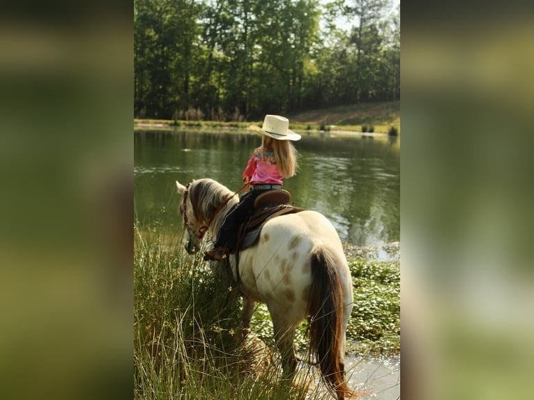 Pony of the Americas Wallach 5 Jahre 142 cm Buckskin in Horton