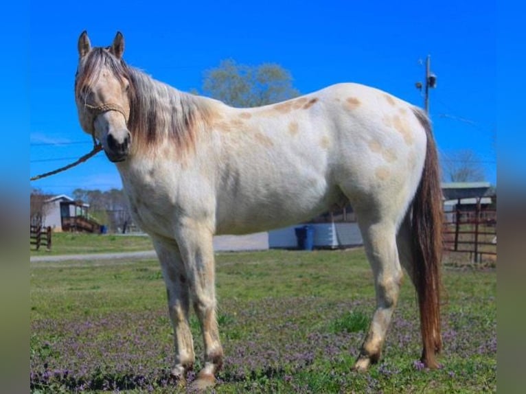 Pony of the Americas Wallach 5 Jahre 142 cm Buckskin in Horton
