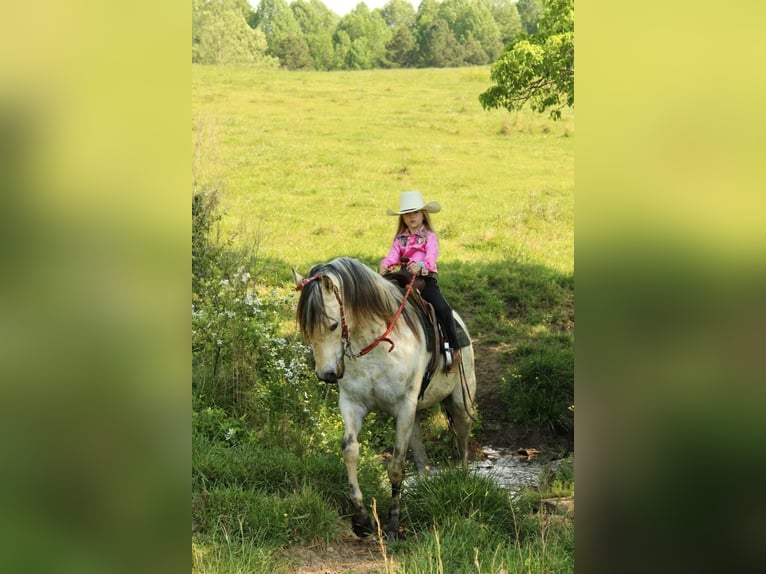 Pony of the Americas Wallach 5 Jahre 142 cm Buckskin in Horton