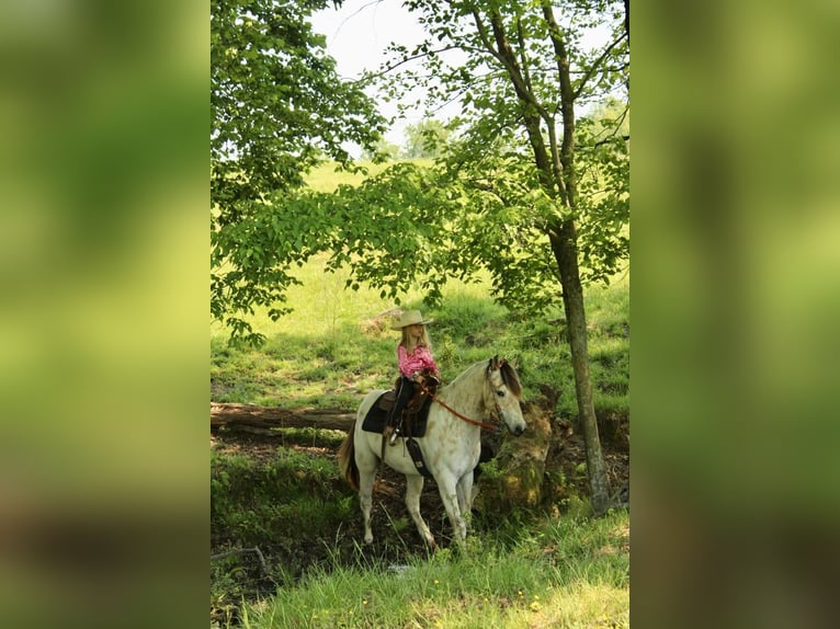 Pony of the Americas Wallach 5 Jahre 142 cm Buckskin in Horton