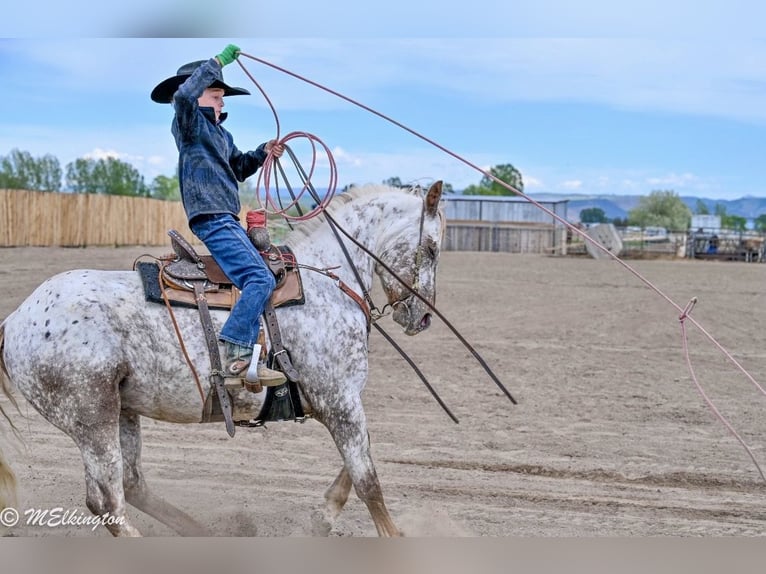 Pony of the Americas Wallach 5 Jahre 142 cm  in Rigby