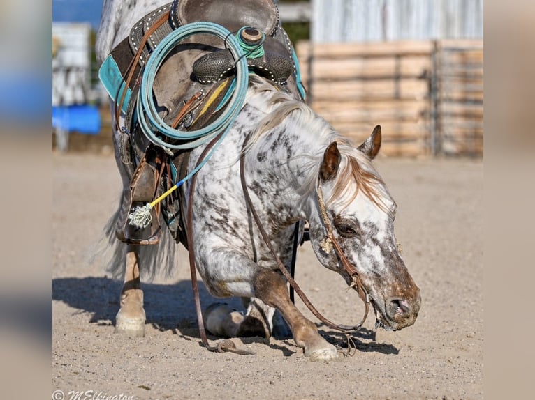 Pony of the Americas Wallach 5 Jahre 142 cm  in Rigby