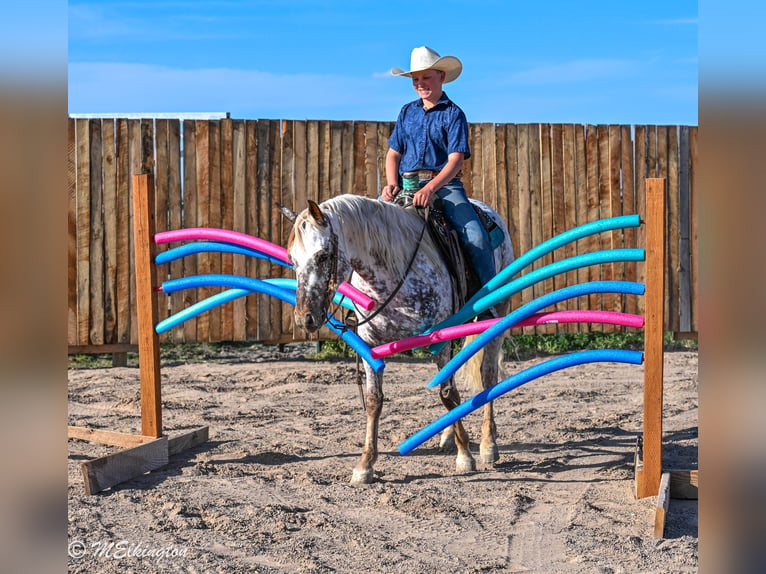 Pony of the Americas Wallach 5 Jahre 142 cm  in Rigby