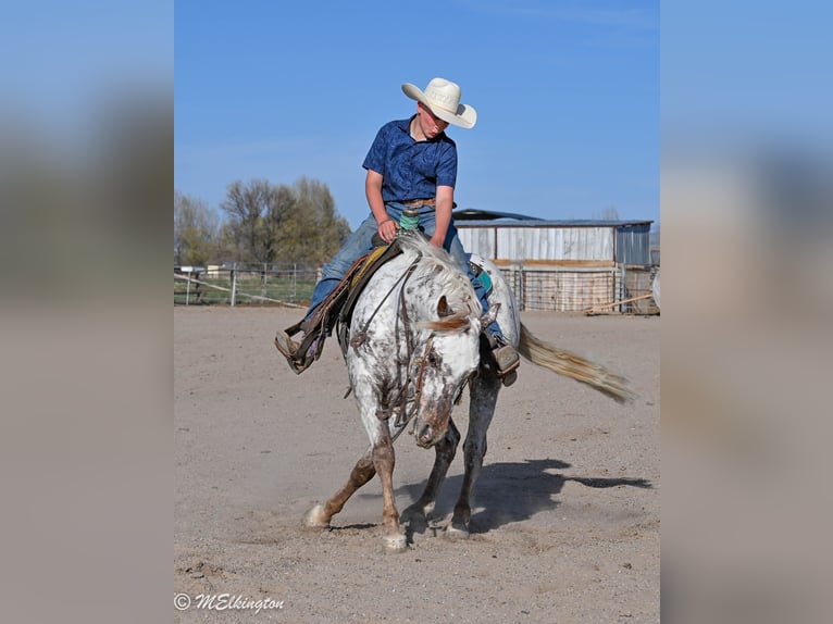 Pony of the Americas Wallach 5 Jahre 142 cm  in Rigby