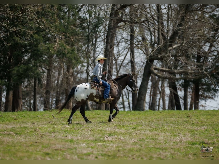 Pony of the Americas Mix Wallach 5 Jahre 145 cm Schecke in Auburn