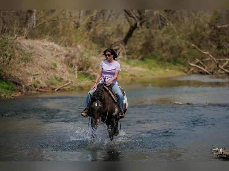 Pony of the Americas Mix Wallach 5 Jahre 147 cm Schecke in Auburn