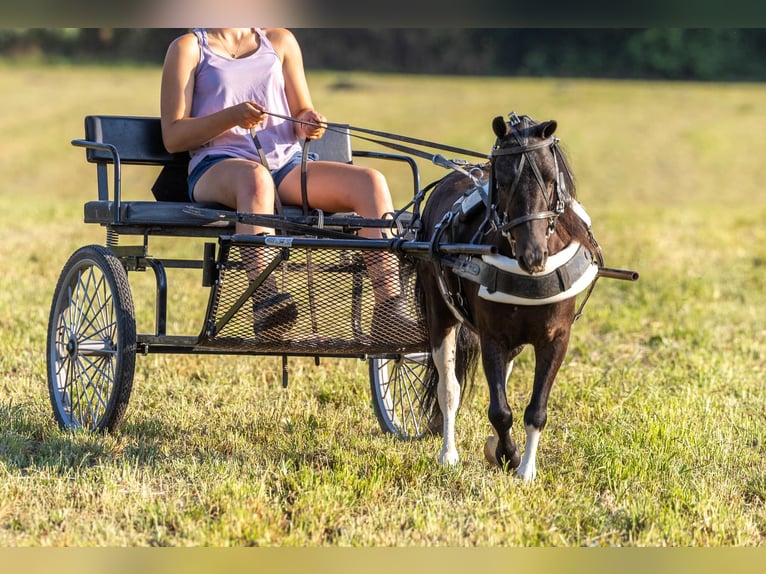 Pony of the Americas Wallach 5 Jahre 91 cm in Ewing KY