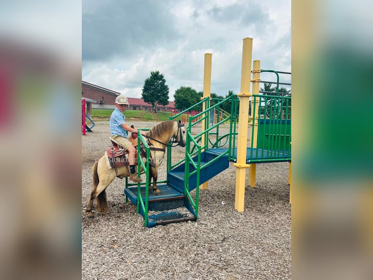 Pony of the Americas Wallach 5 Jahre 99 cm Buckskin in Breeding, KY