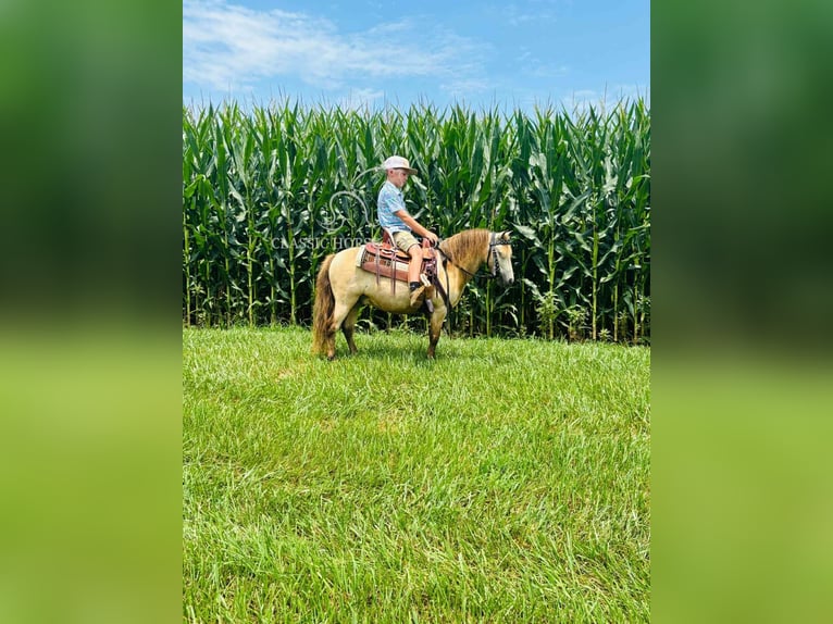 Pony of the Americas Wallach 5 Jahre 99 cm Buckskin in Breeding, KY