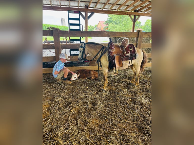 Pony of the Americas Wallach 5 Jahre 99 cm Buckskin in Breeding, KY