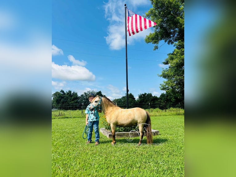 Pony of the Americas Wallach 5 Jahre 99 cm Buckskin in Breeding, KY