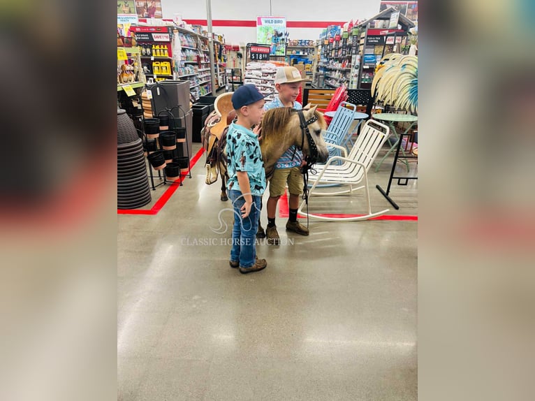 Pony of the Americas Wallach 5 Jahre 99 cm Buckskin in Breeding, KY