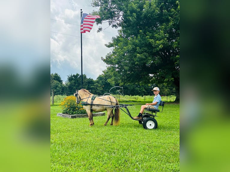 Pony of the Americas Wallach 5 Jahre 99 cm Buckskin in Breeding, KY