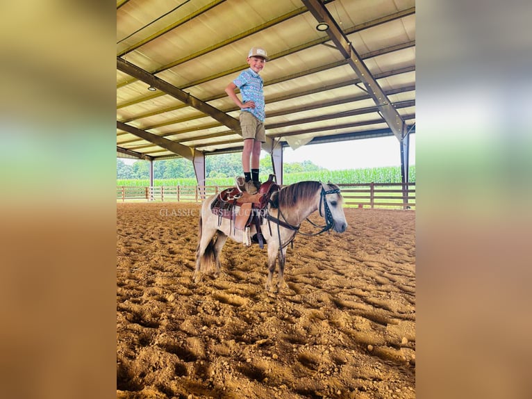 Pony of the Americas Wallach 5 Jahre 99 cm Buckskin in Breeding, KY