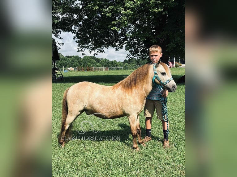 Pony of the Americas Wallach 5 Jahre 99 cm Buckskin in Breeding, KY