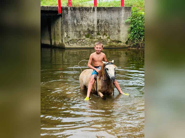 Pony of the Americas Wallach 5 Jahre 99 cm Buckskin in Breeding, KY