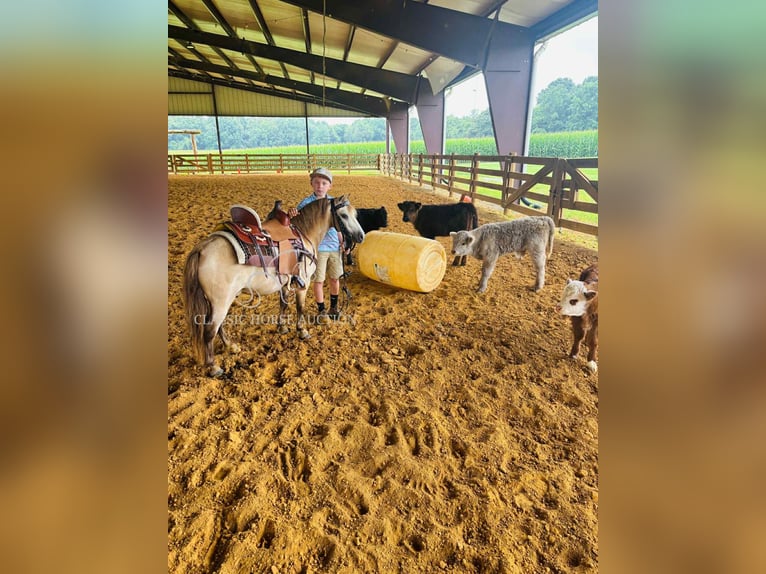 Pony of the Americas Wallach 5 Jahre 99 cm Buckskin in Breeding, KY