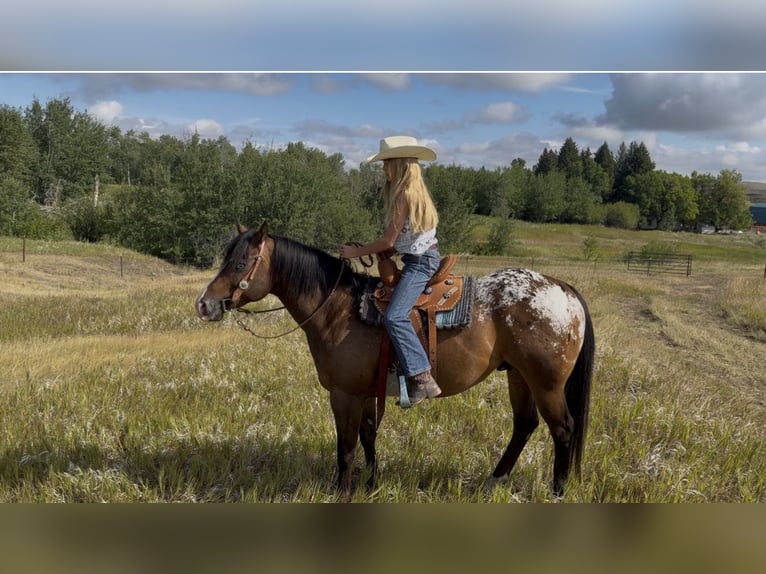 Pony of the Americas Wallach 5 Jahre Rotbrauner in Fishtail
