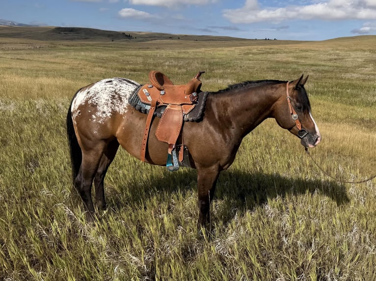 Pony of the Americas Wallach 5 Jahre Rotbrauner in Fishtail