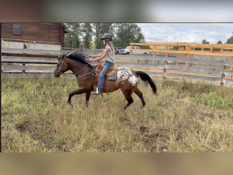 Pony of the Americas Wallach 5 Jahre Rotbrauner in Fishtail