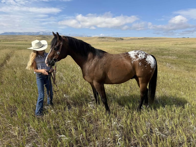 Pony of the Americas Wallach 5 Jahre Rotbrauner in Fishtail