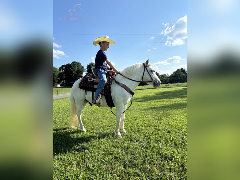 Pony of the Americas Wallach 6 Jahre 109 cm in Breeding, KY