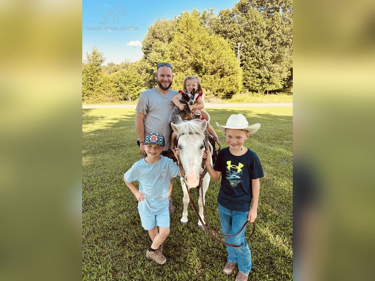 Pony of the Americas Wallach 6 Jahre 109 cm in Breeding, KY