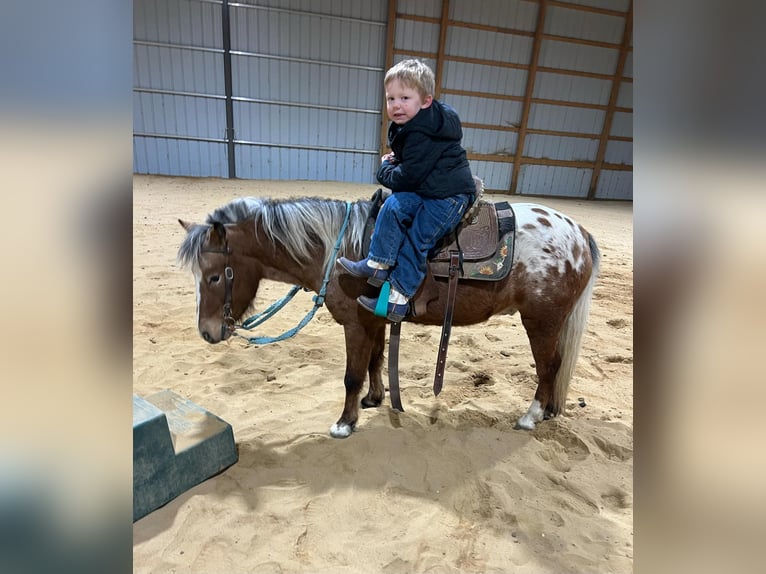 Pony of the Americas Wallach 6 Jahre 112 cm in Brownstown, IL