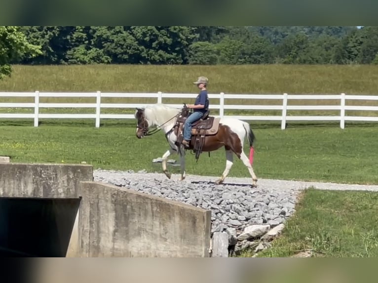 Pony of the Americas Wallach 6 Jahre 122 cm Rotbrauner in Lewisburg, TN