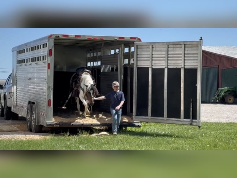 Pony of the Americas Wallach 6 Jahre 122 cm Rotbrauner in Lewisburg, TN