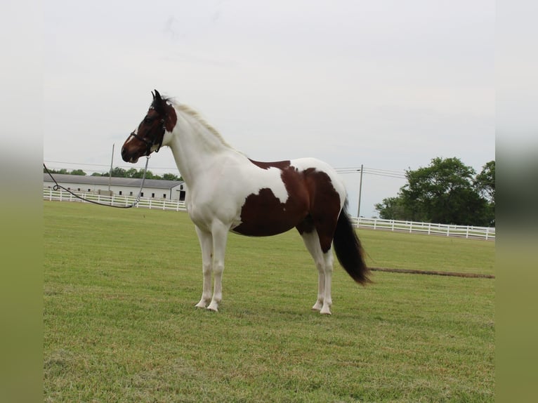 Pony of the Americas Wallach 6 Jahre 122 cm Rotbrauner in Lewisburg, TN