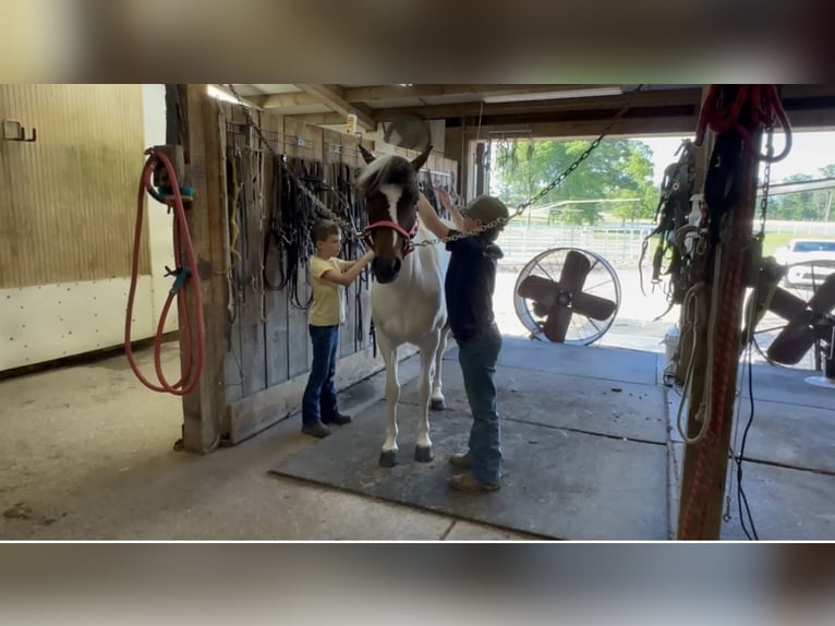 Pony of the Americas Wallach 6 Jahre 122 cm Rotbrauner in Lewisburg, TN