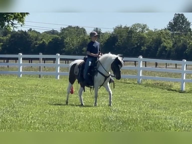 Pony of the Americas Wallach 6 Jahre 122 cm Rotbrauner in Lewisburg, TN