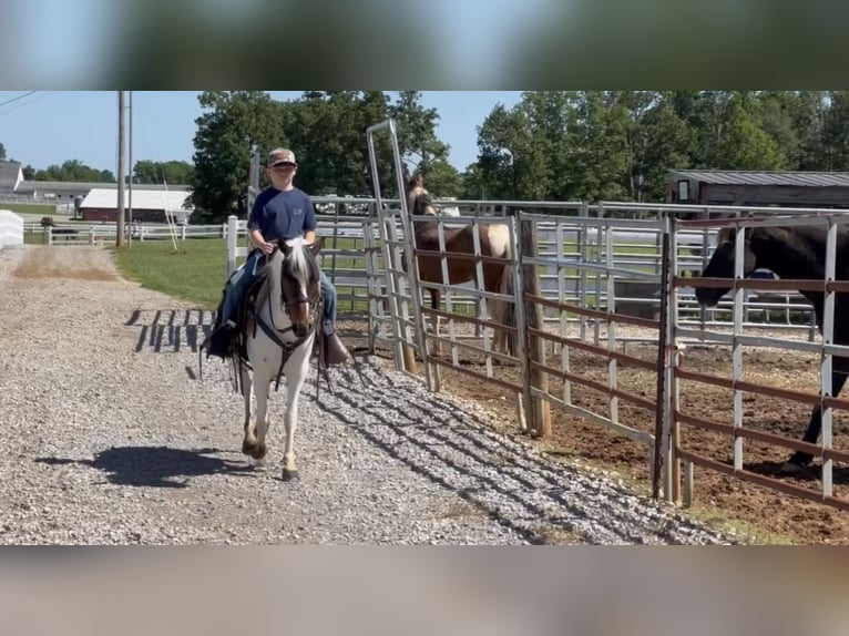 Pony of the Americas Wallach 6 Jahre 122 cm Rotbrauner in Lewisburg, TN
