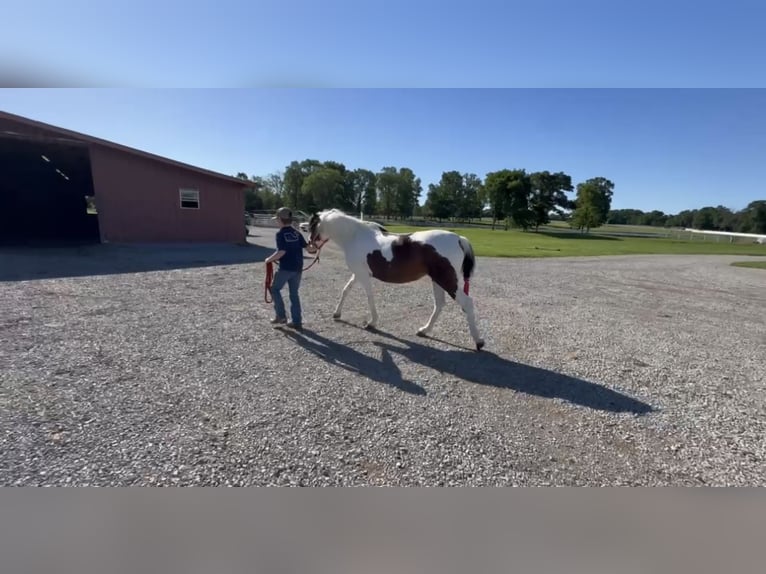 Pony of the Americas Wallach 6 Jahre 122 cm Rotbrauner in Lewisburg, TN