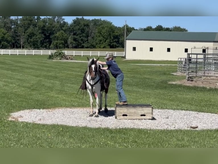 Pony of the Americas Wallach 6 Jahre 122 cm Rotbrauner in Lewisburg, TN
