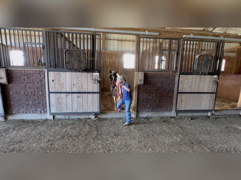 Pony of the Americas Wallach 6 Jahre 122 cm Rotbrauner in Lewisburg, TN