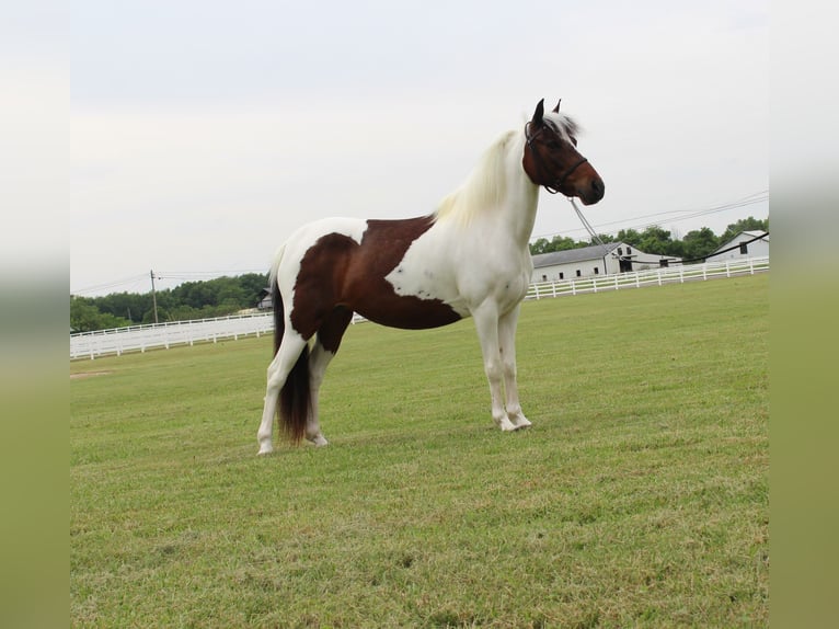 Pony of the Americas Wallach 6 Jahre 122 cm Rotbrauner in Lewisburg, TN