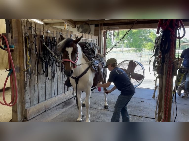 Pony of the Americas Wallach 6 Jahre 122 cm Rotbrauner in Lewisburg, TN
