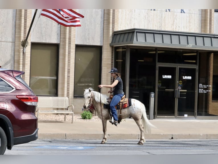 Pony of the Americas Wallach 6 Jahre 124 cm in Purdy, MO