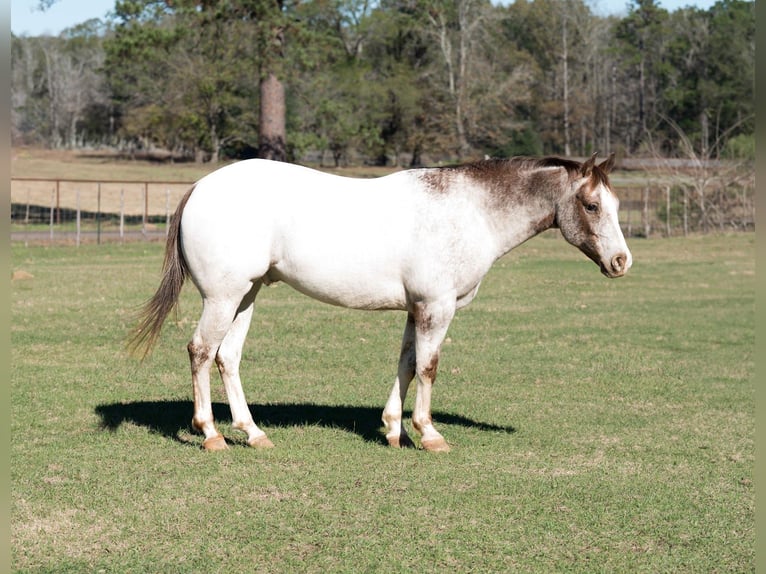Pony of the Americas Wallach 6 Jahre 137 cm Roan-Red in Bloomburg