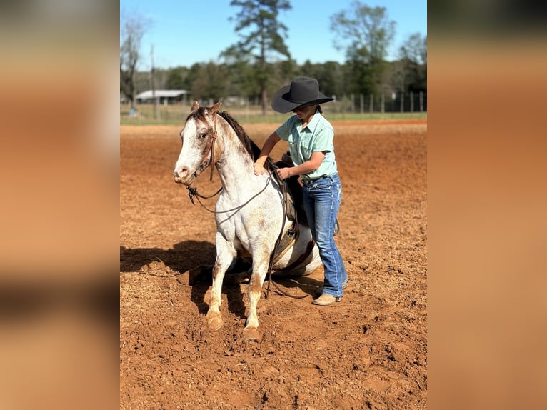 Pony of the Americas Wallach 6 Jahre 137 cm Roan-Red in Bloomburg