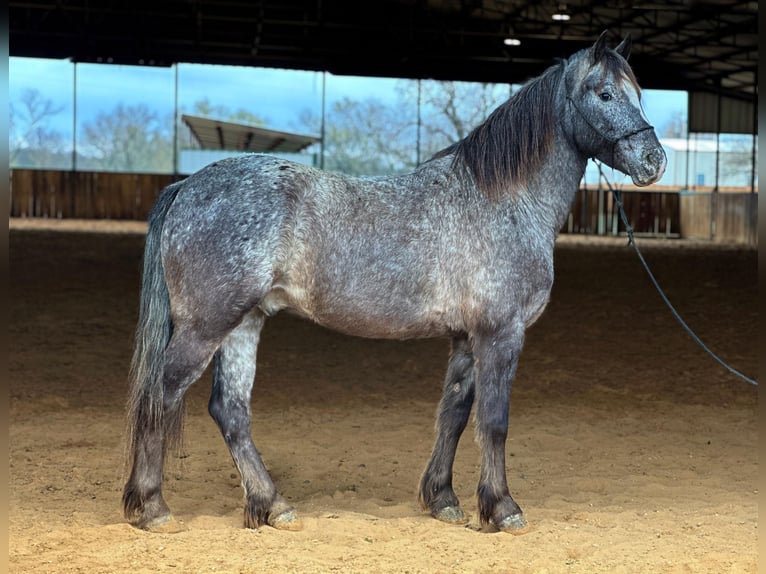Pony of the Americas Wallach 6 Jahre 140 cm Schimmel in Jacksboro TX