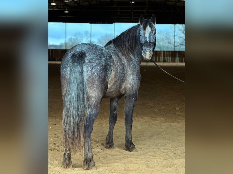 Pony of the Americas Wallach 6 Jahre 140 cm Schimmel in Jacksboro TX