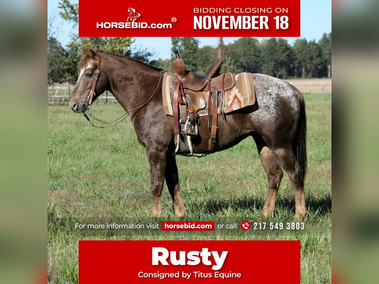 Pony of the Americas Wallach 6 Jahre 142 cm Roan-Red in Charleston, IL