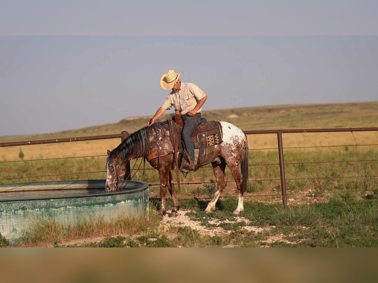 Pony of the Americas Wallach 6 Jahre 142 cm in Canyon, TX