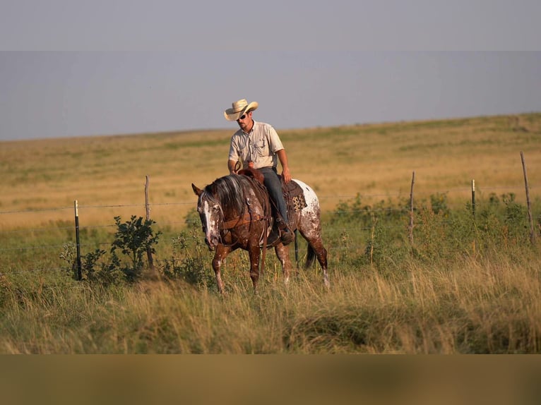 Pony of the Americas Wallach 6 Jahre 142 cm in Canyon, TX