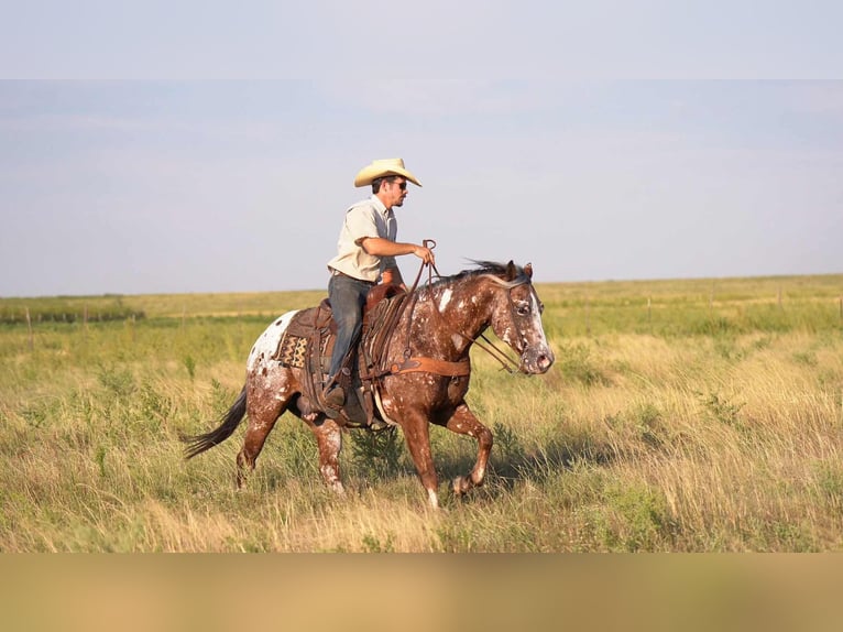 Pony of the Americas Wallach 6 Jahre 142 cm in Canyon, TX