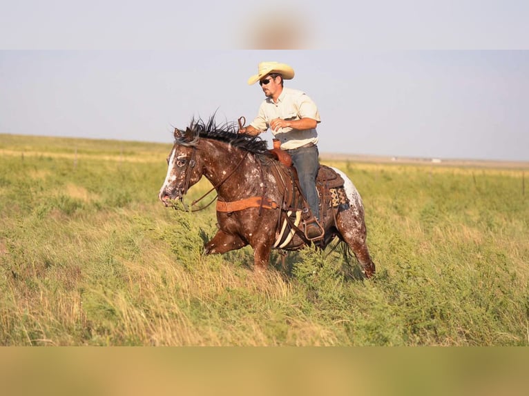 Pony of the Americas Wallach 6 Jahre 142 cm in Canyon, TX